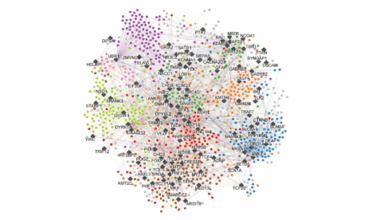 Autism-linked variants rewire protein networks