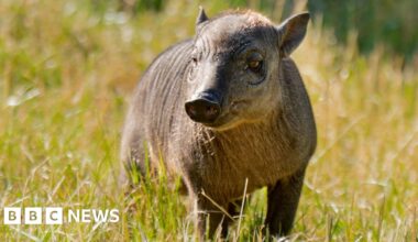 Rare piglet the size of 'a grapefruit with legs' born at zoo - BBC