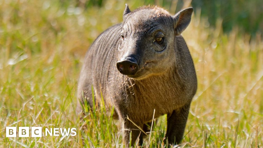 Rare piglet the size of 'a grapefruit with legs' born at zoo - BBC