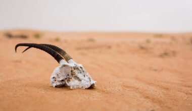 Death antelope in the desert. United Arab Emirates.