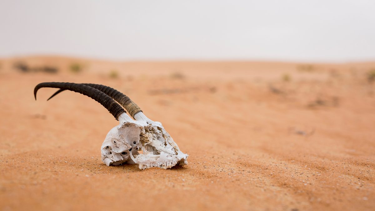 Death antelope in the desert. United Arab Emirates.