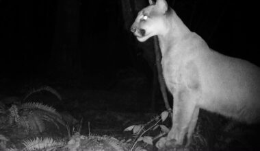 Pumas are saving human lives in Washington State. Camera-trap footage reveals how…