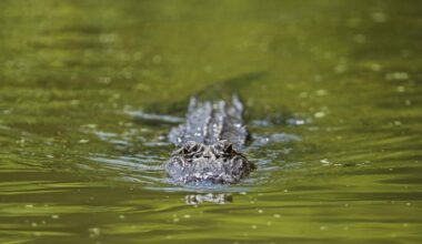 7-foot alligator found by City Park, another being sought | News