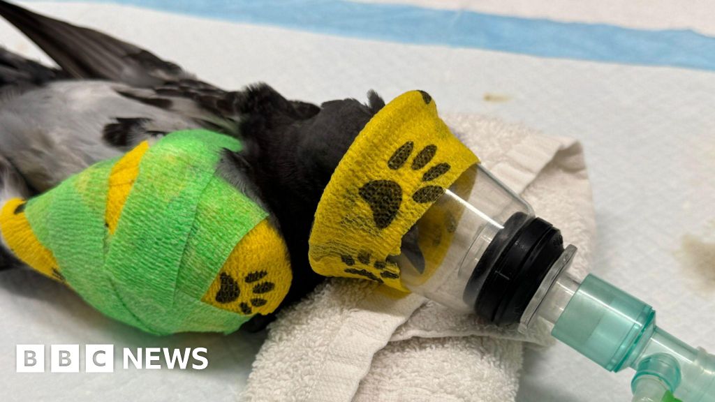 'Unprecedented' heatwave wildlife impact - charities - BBC