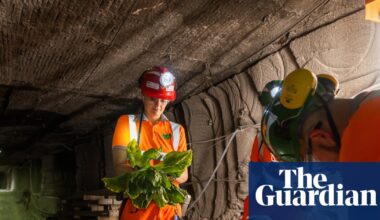 Subterranean salad: underground farmers seek solution to food crisis in disused UK mines | Farming
