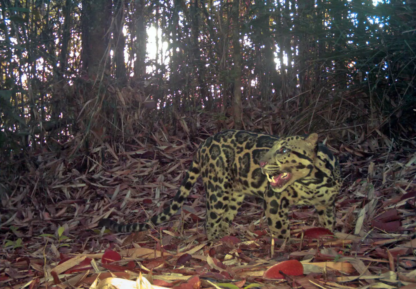 A spotted wild cat with bared teeth walks through dense forest undergrowth scattered with fallen leaves and branches, with tall trees visible in the background.