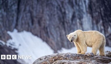 Person fined for using foghorn to wake sleeping polar bear - BBC