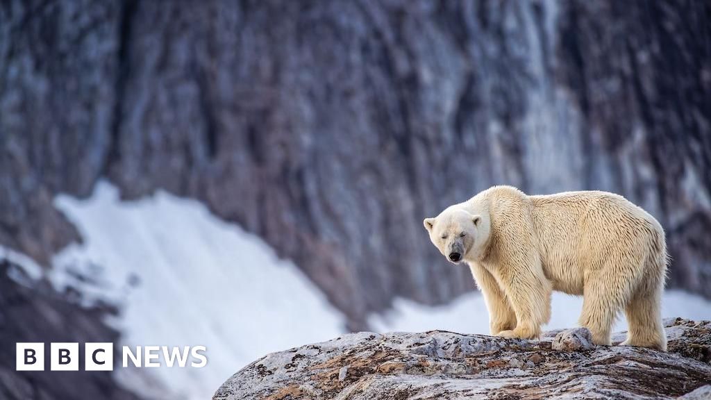 Person fined for using foghorn to wake sleeping polar bear - BBC