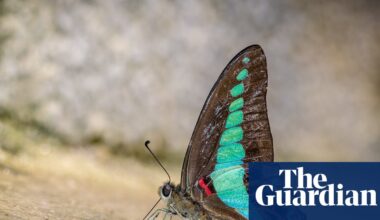 Butterflies around the world are changing habitats – and experts say it’s ‘signalling a warning’ | Butterflies