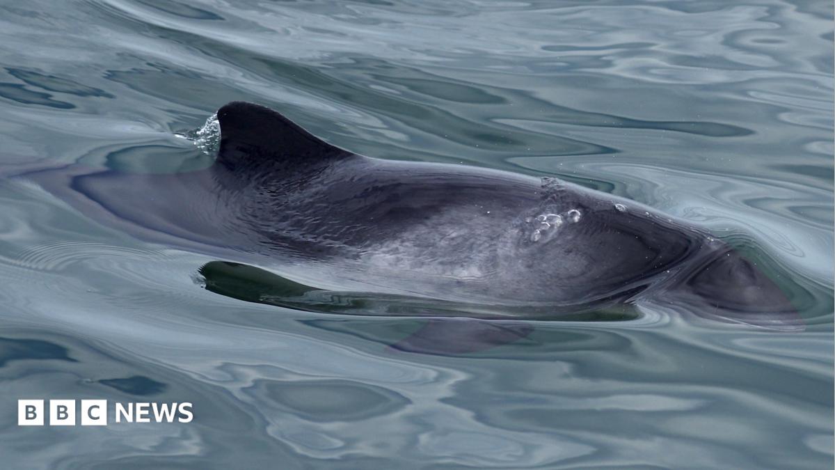 A harbour porpoise has part of its head and fin out of the water as it swims.