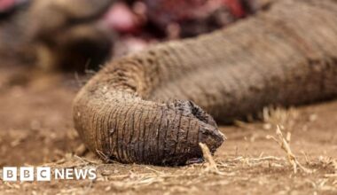 Four arrested over suspected poisoning of elephants in Kenya - BBC