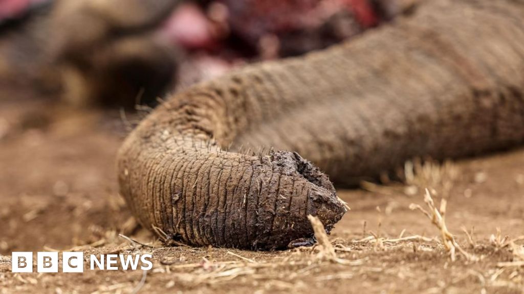 Four arrested over suspected poisoning of elephants in Kenya - BBC