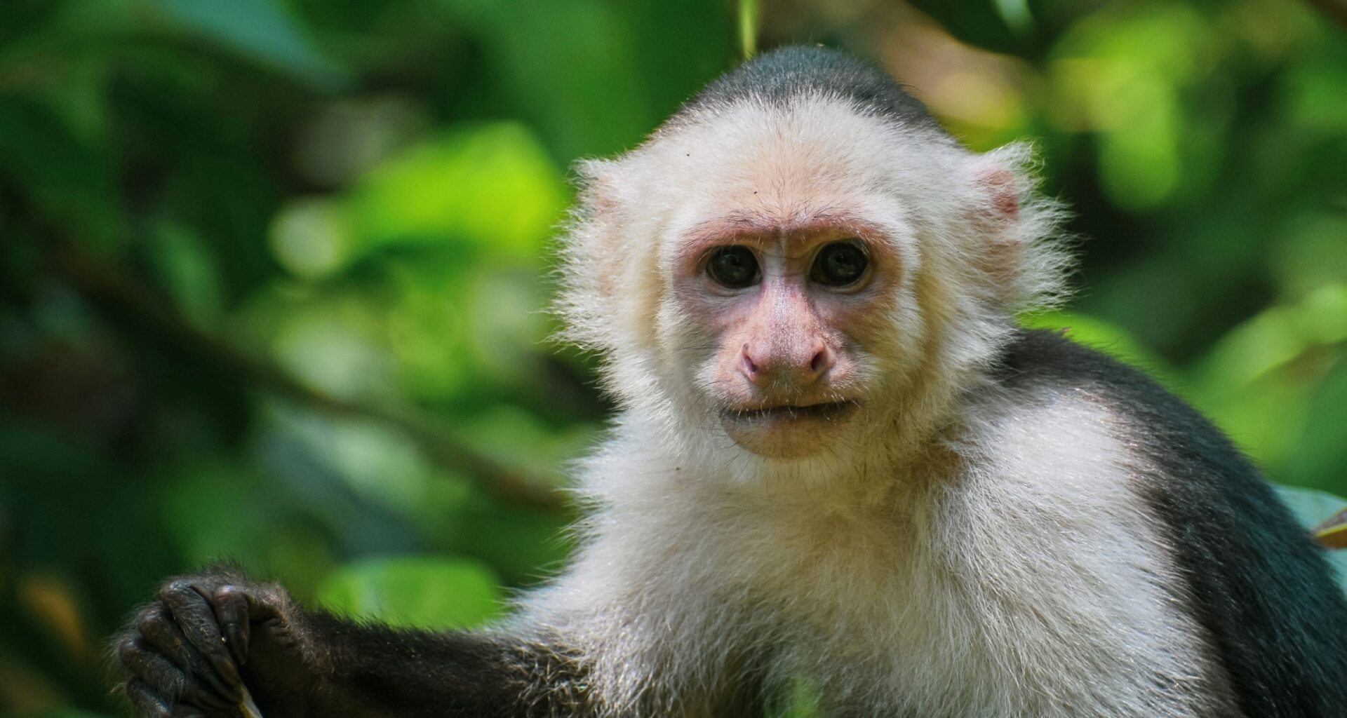AI can test the intelligence of wild monkeys without human help