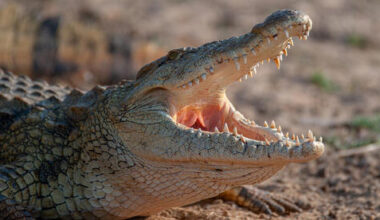 Court snaps shut Ben-Gvir’s ‘Alligator Alcatraz’ plan for terror prisoners