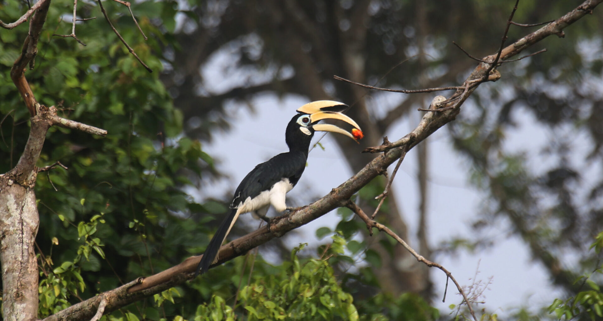 Carbon markets alone won’t keep Southeast Asia’s forests standing, study says