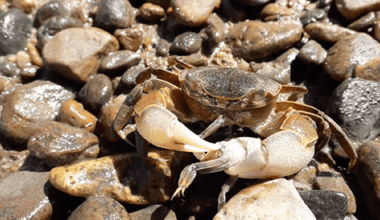 Revealing how crabs make their escape
