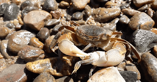 Revealing how crabs make their escape