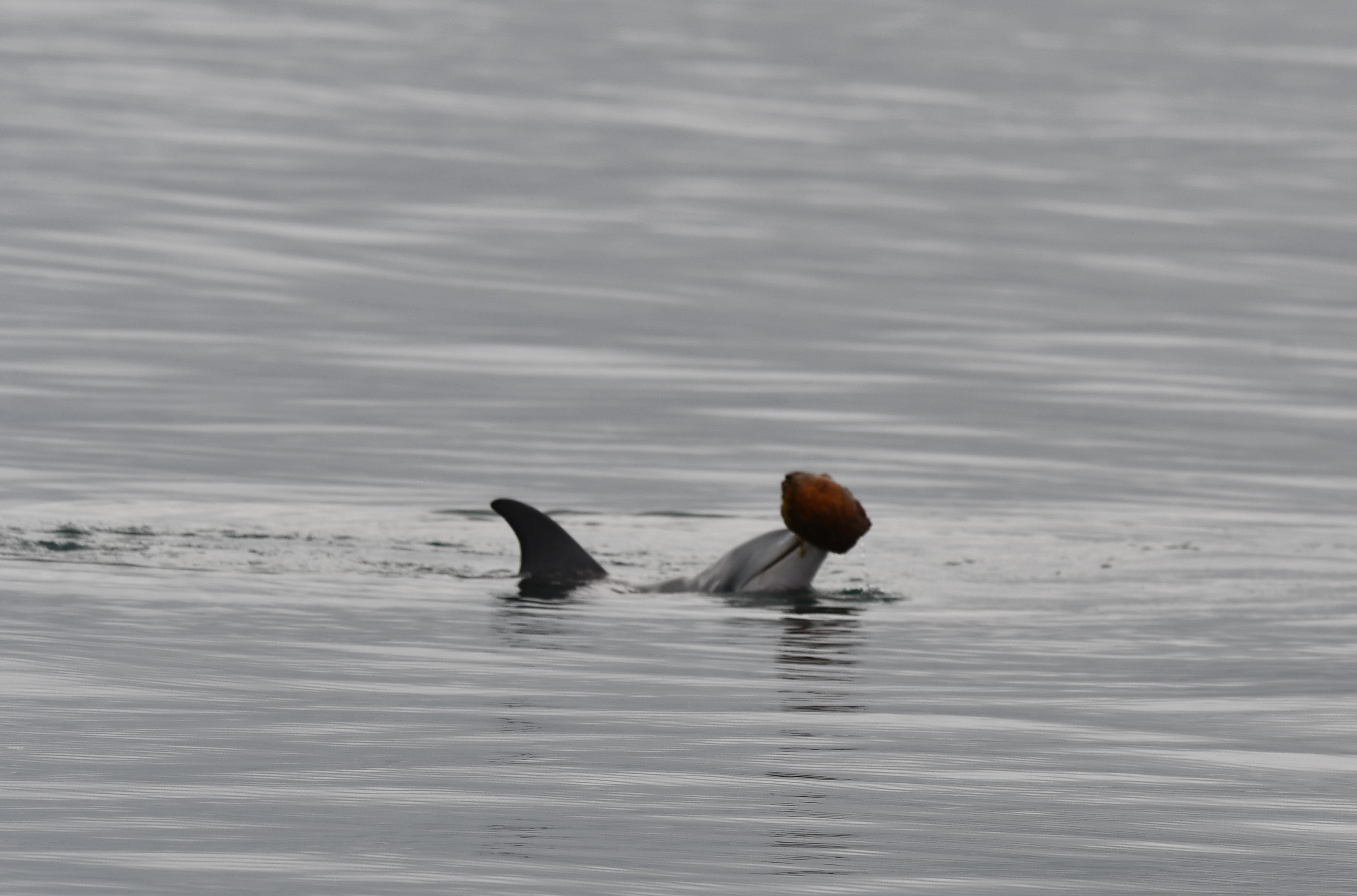 Dolphins catching fish using shells