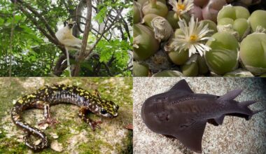 Project backed by Leonardo DiCaprio and Jeff Bezos aims to save 100 critically endangered species