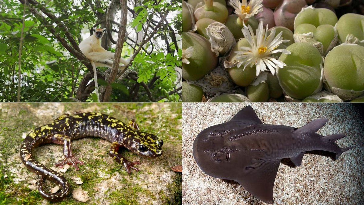 Project backed by Leonardo DiCaprio and Jeff Bezos aims to save 100 critically endangered species