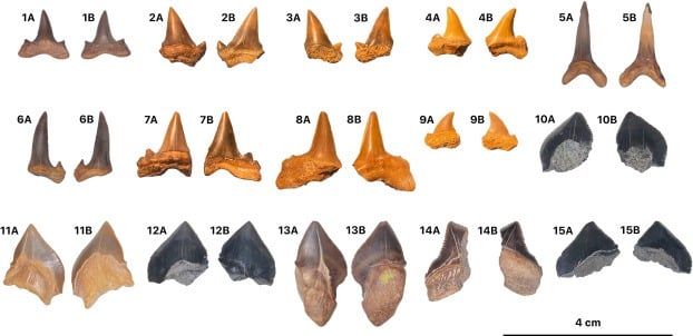 Fossil Shark Teeth Recovered From The Duwi Formation At Egypt’s Abu Tartur Plateau