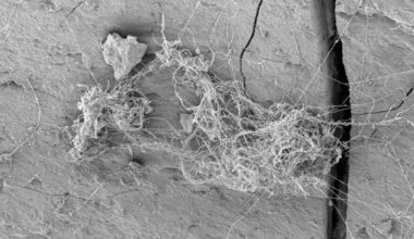 Ecosystems of Rock-Eating Fungus And Tardigrades Found Thriving Deep Within a Gas Shale : ScienceAlert