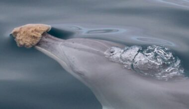 Some Dolphins Use Tools, And It Does Something Unique to Their Genes : ScienceAlert