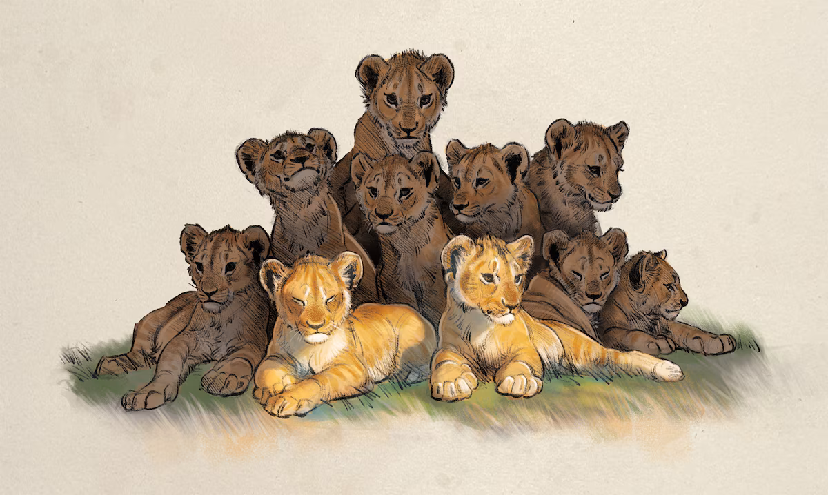 The Hard Reign of Africa’s Last Lions - National Geographic