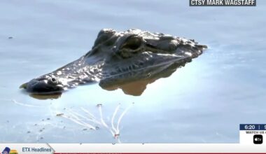 Lindale alligator spotted in Lindale park’s water amid summer heat