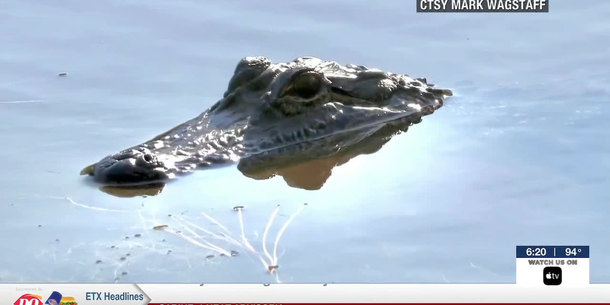 Lindale alligator spotted in Lindale park’s water amid summer heat
