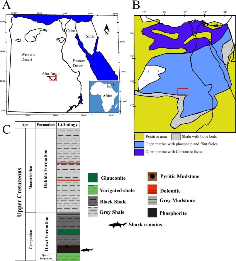 Maps Show The Study Area And Late Cretaceous Marine Environments, With The Stratigraphic Position Of Shark Remains In The Duwi Formation.
