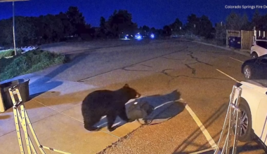 Bear walks into Colorado Springs Fire Department station, steals gear bag