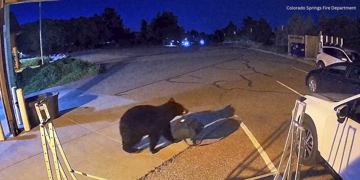 Bear walks into Colorado Springs Fire Department station, steals gear bag
