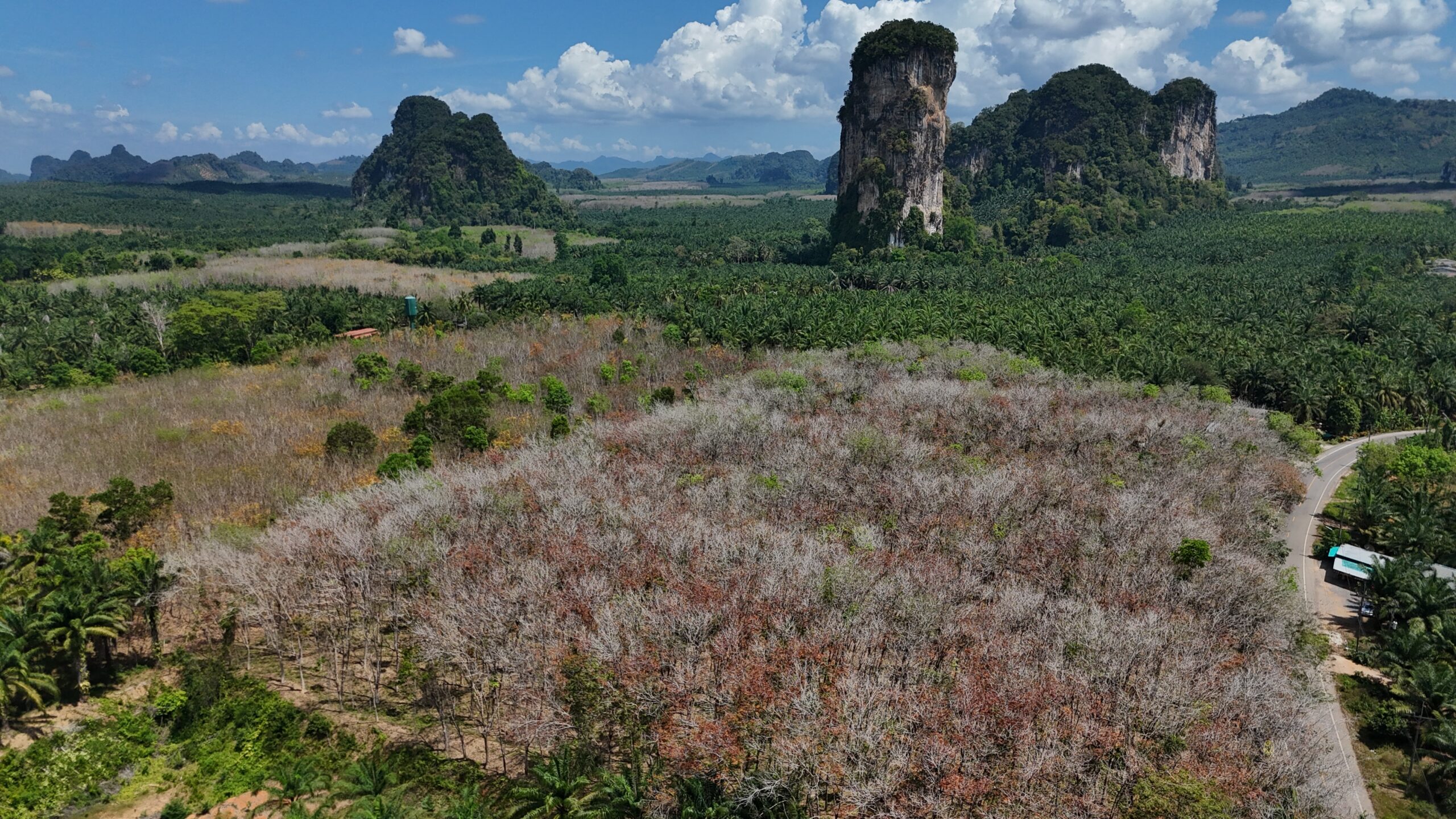 Oil palm and rubber in Thailand