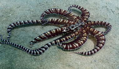 The mimic octopus off Indonesia can transform itself into a flatfish, lionfish or banded sea snake — and researchers have even watched it switch into the form of a predator of the fish attacking it, suggesting the disguise can change with the threat