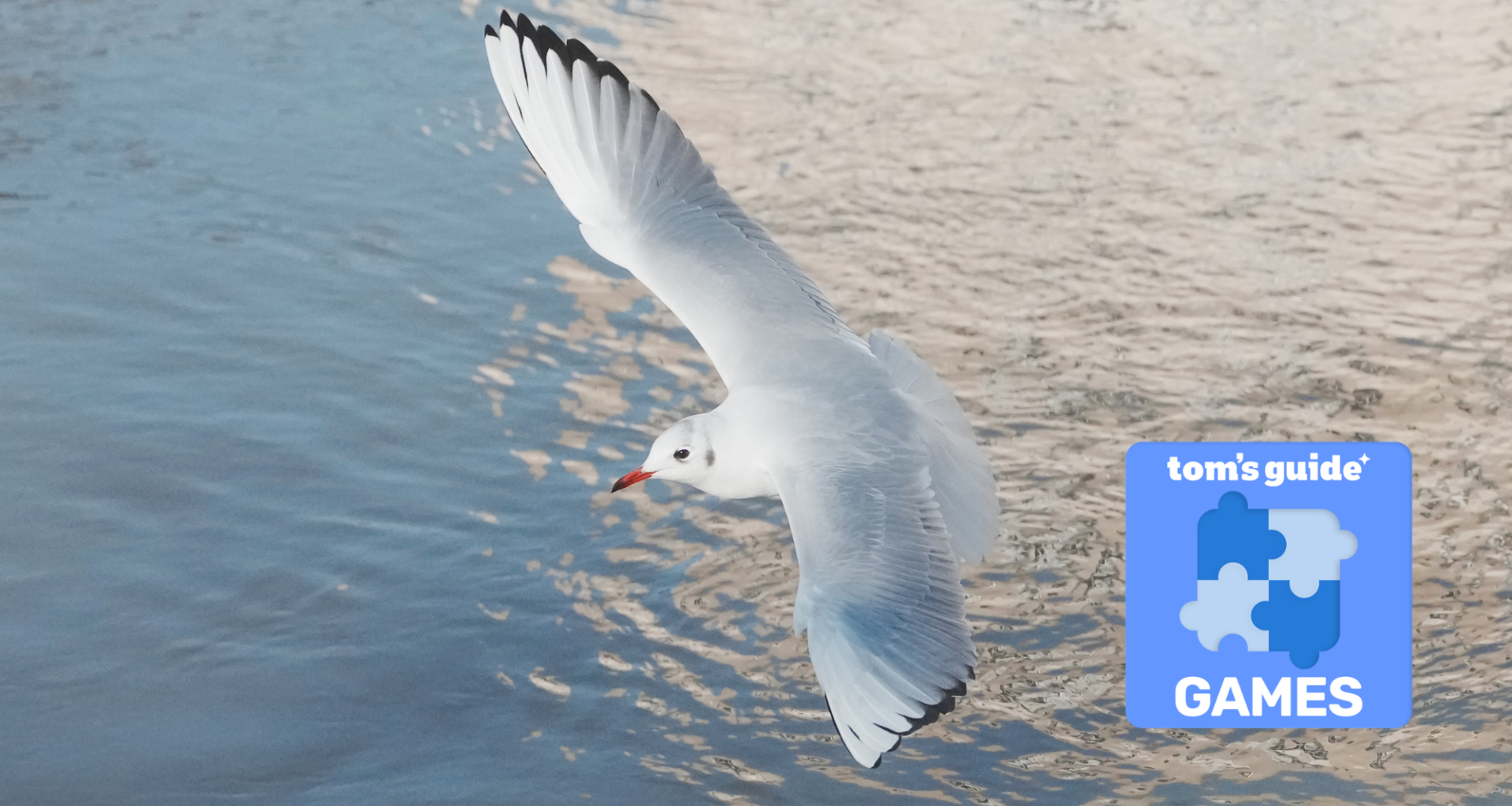 To celebrate World Photography Day, I turned my favorite nature photo into a virtual jigsaw puzzle you can solve now