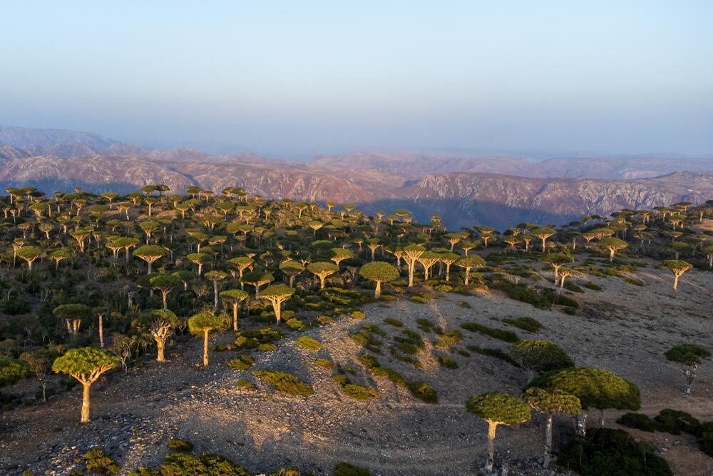 עץ דם הדרקון הייחודי (Dracaena cinnabari) באי סוקוטרה (Socotra)
