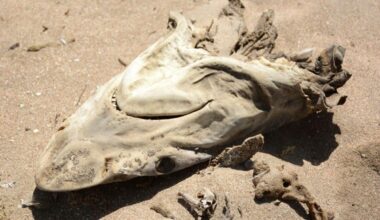 Scientists Found 7 Ancient Shark Species Buried In An Egyptian Plateau That Was Once Ocean Floor