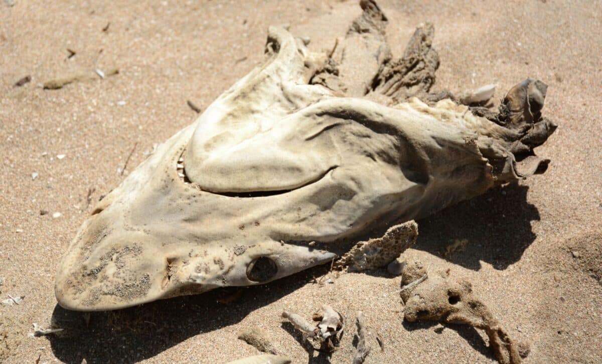 Scientists Found 7 Ancient Shark Species Buried In An Egyptian Plateau That Was Once Ocean Floor