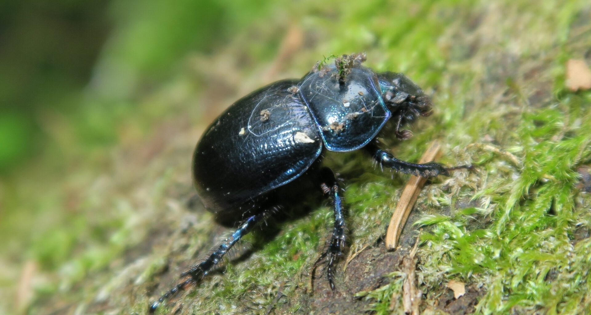 Tiny creatures are spreading seeds beneath the forest floor