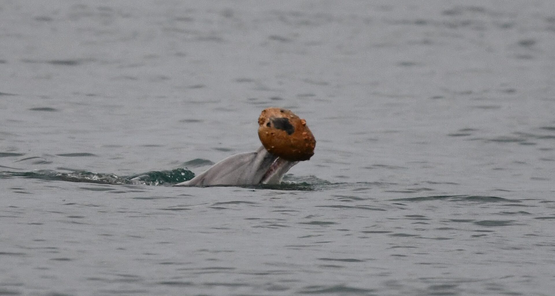 Dolphins recorded using sea shells to catch fish for first time