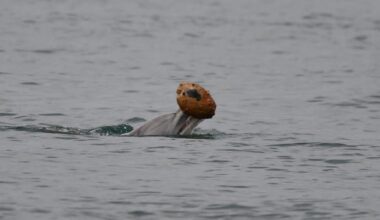 Dolphins recorded using sea shells to catch fish for first time