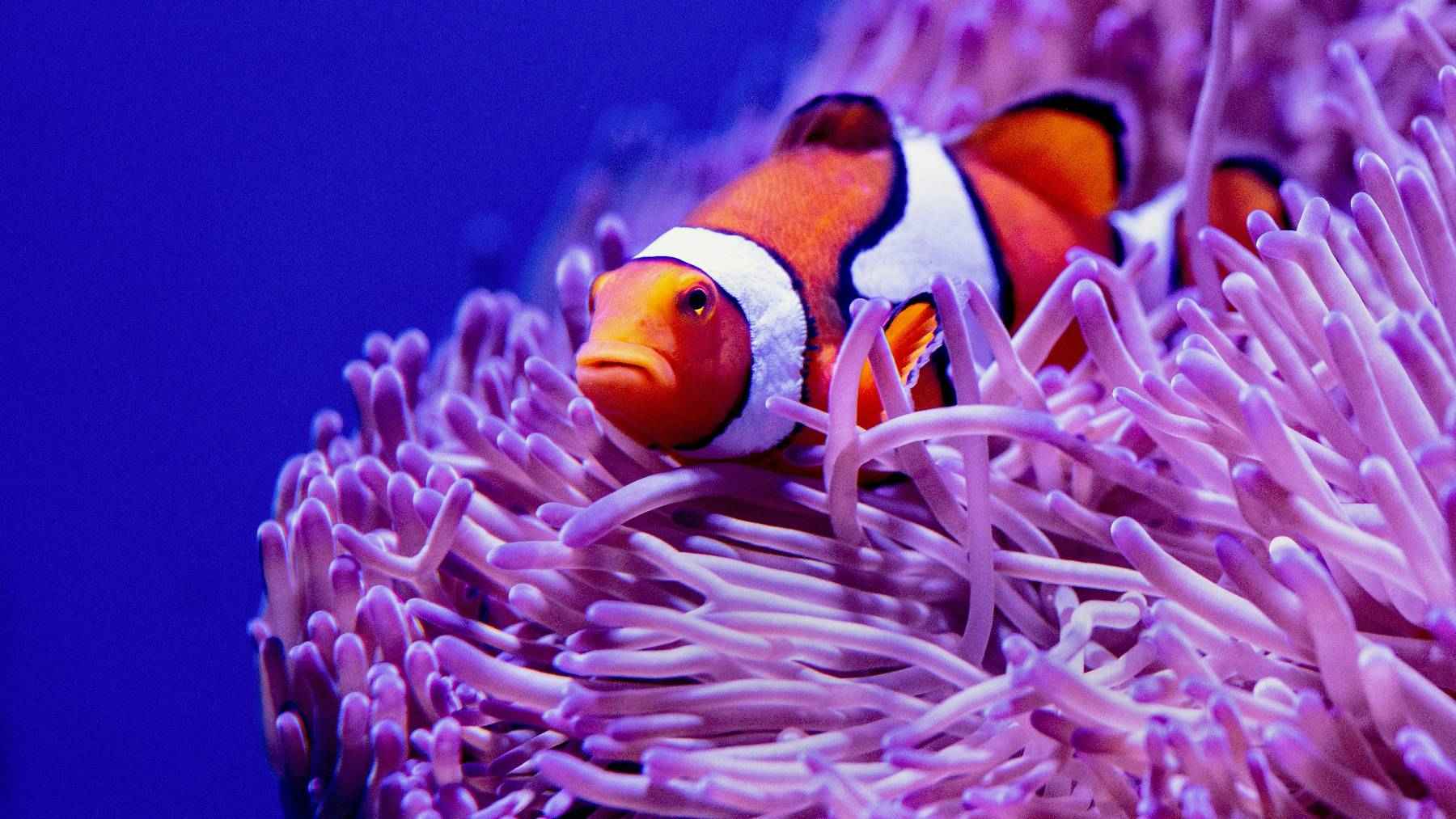Anemone