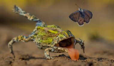 Butterfly's Narrow Escape Among Wildlife Photographer of the Year Finalists