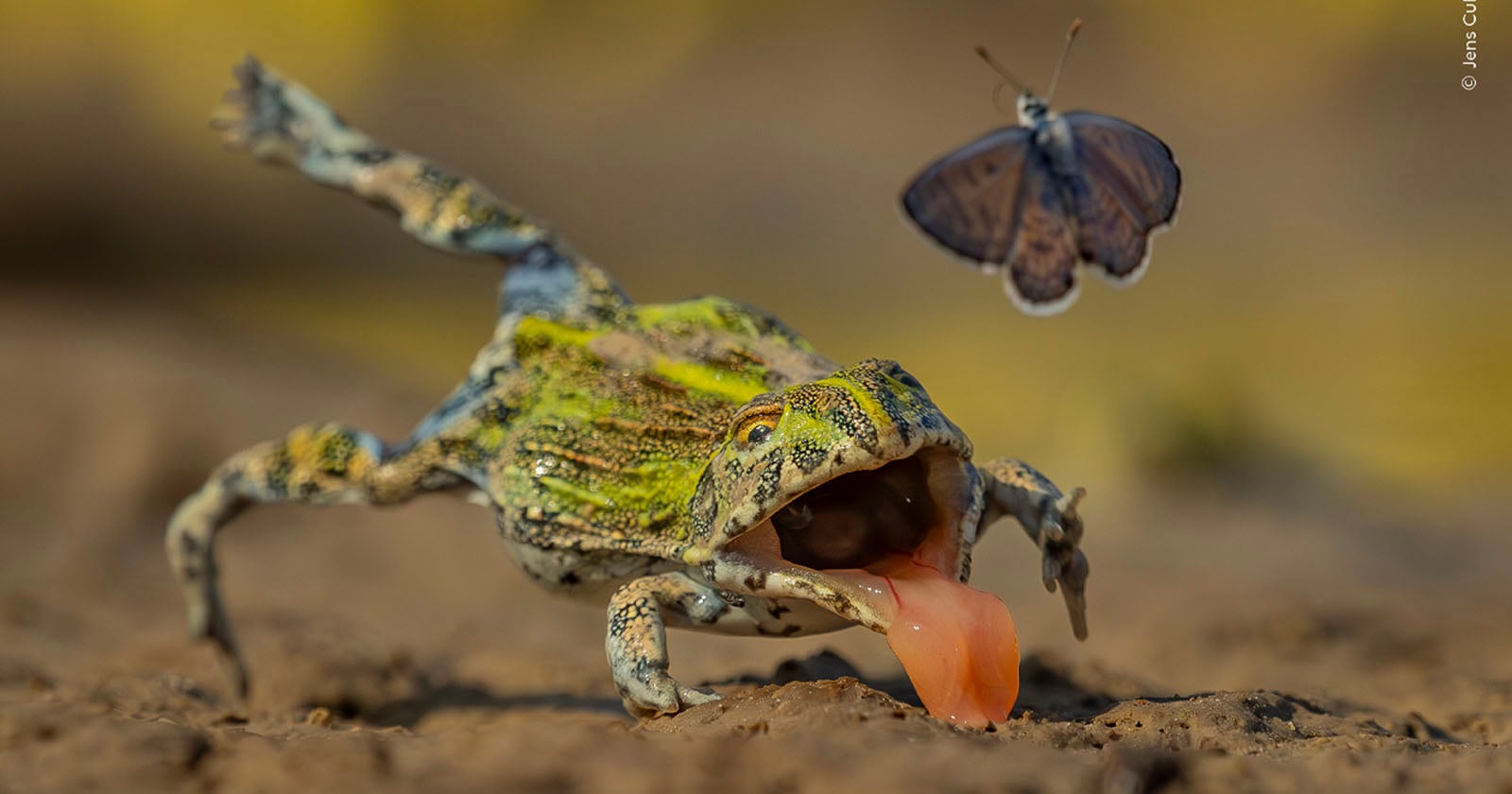 Butterfly's Narrow Escape Among Wildlife Photographer of the Year Finalists