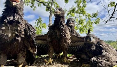 Four bald eagle nestlings in one nest on 18 May 2025 in Ottawa County, Michigan