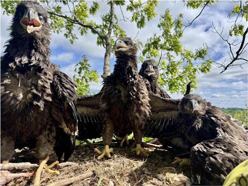 Four bald eagle nestlings in one nest on 18 May 2025 in Ottawa County, Michigan
