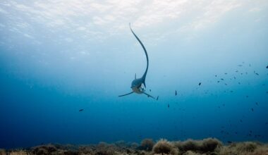 Thresher shark tail