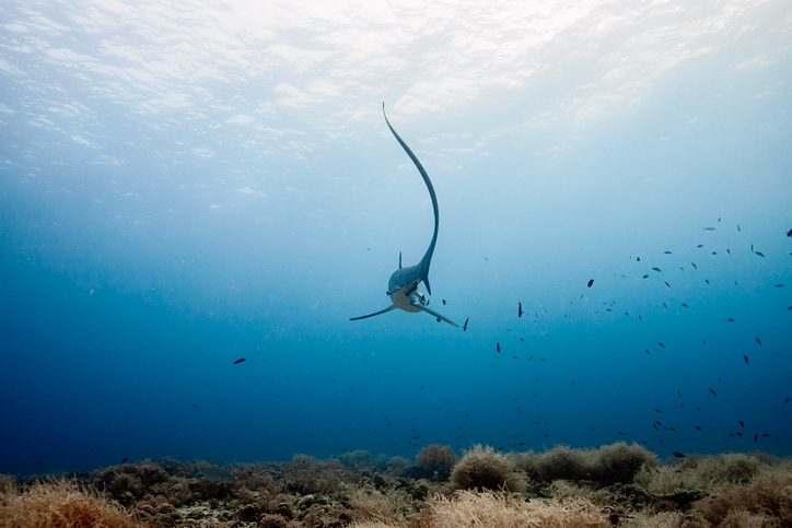 Thresher shark tail