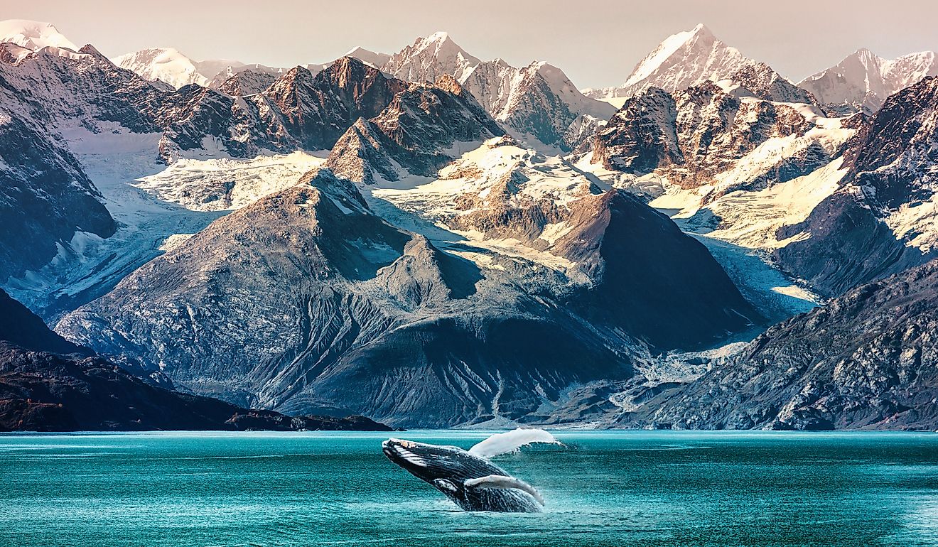What Happens To A Whale When It Dies